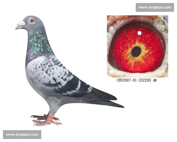 上海信鸽比赛直播查询平台实时成绩赛况追踪与归巢数据一站式服务